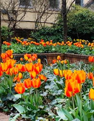 orange and red flowers