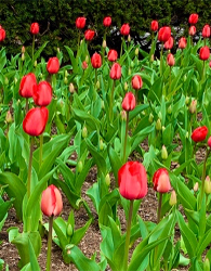 red tulips