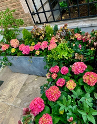 pink blooming flowers