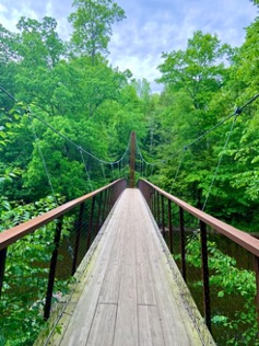 photo of walkway in trees